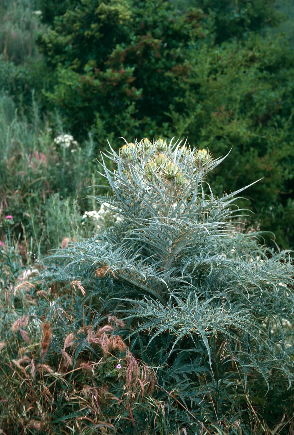 Artichoke Thistle, Hollister Ranch