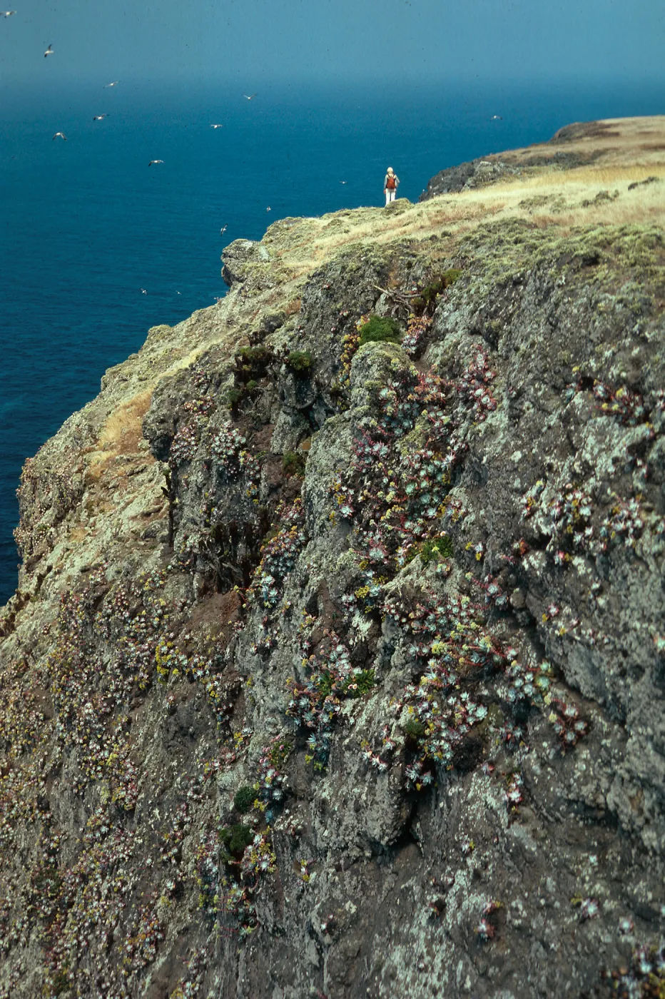 Coastal Bluffs northeast of West Point, Santa Cruz Island
