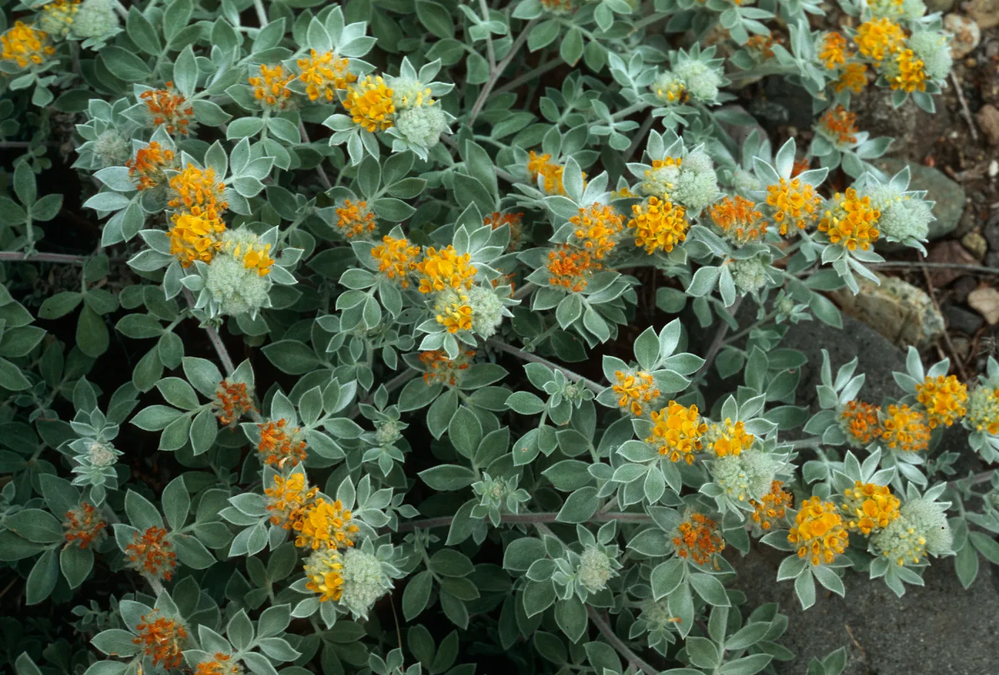 Lotus argophyllus niveus, CaÃ±ada del Puerto, Santa Cruz Island