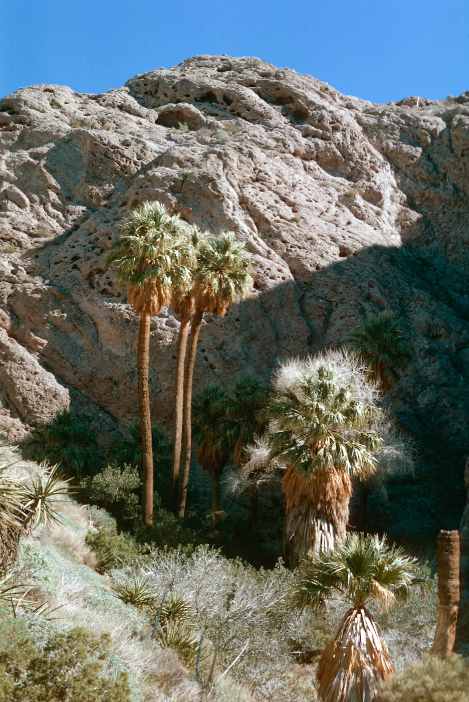Hidden Palms, Whitewater Canyon