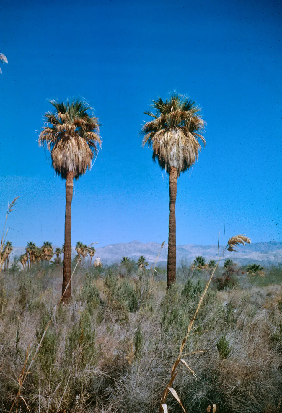 Two palms in Middle group, 1000 Palms Oasis