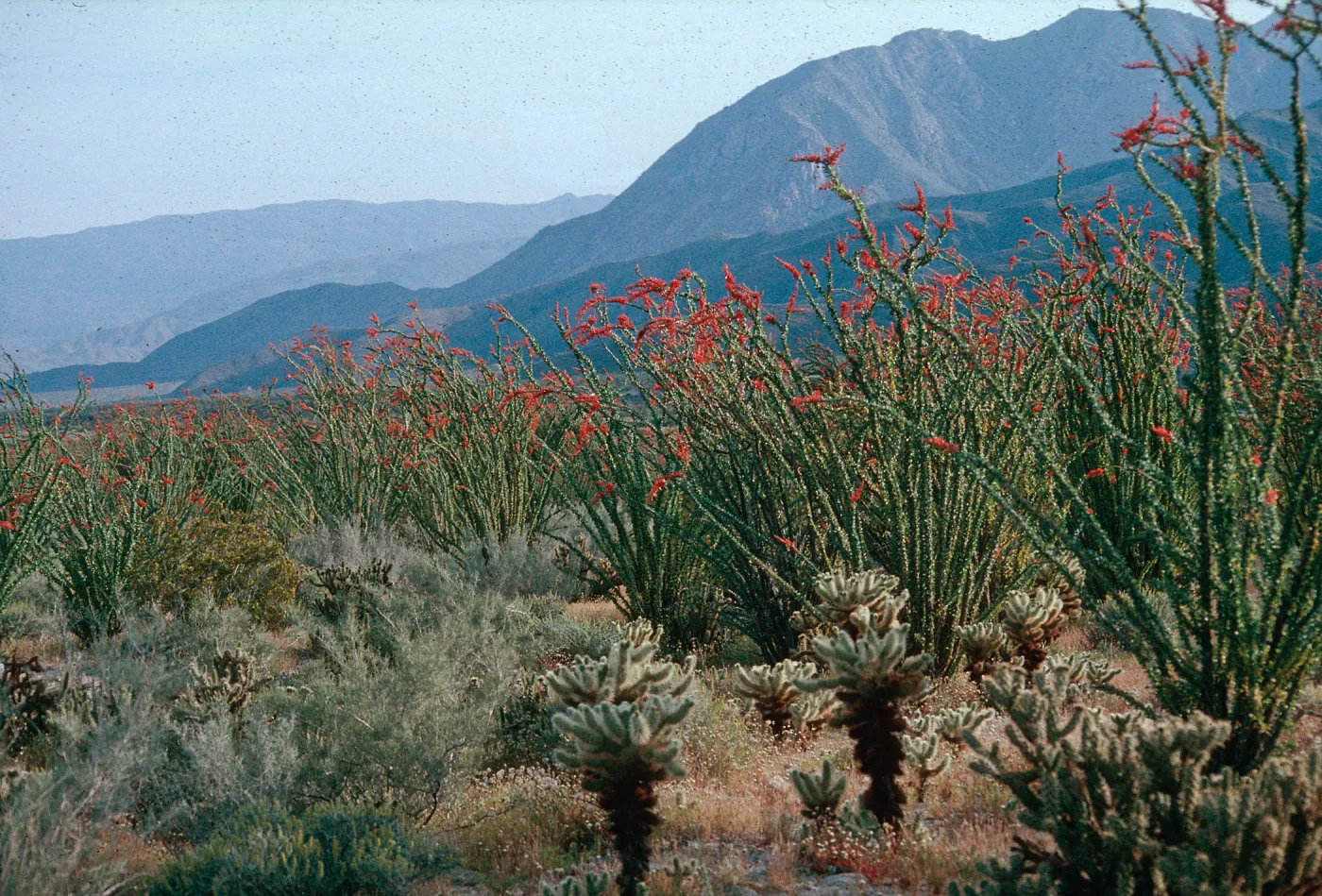 Fouquieria, Coyote Wash