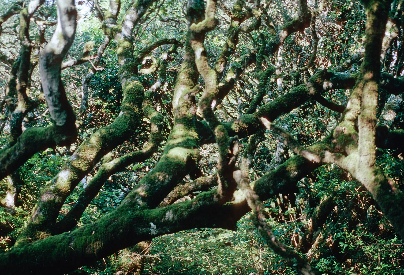 Quercus agrifolia (Coastal Live Oak), Tomales State Park, Point Reyes