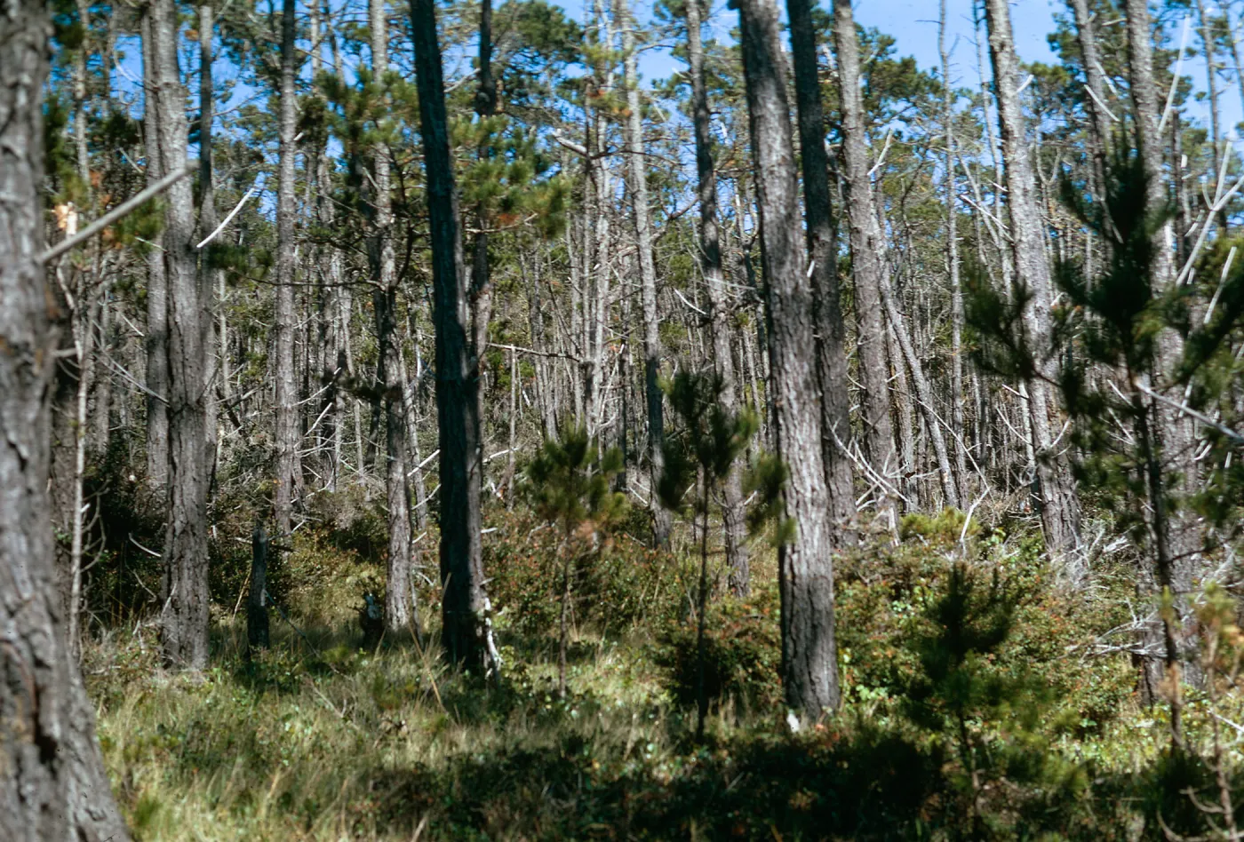 Pinus radiata forest, Monterey