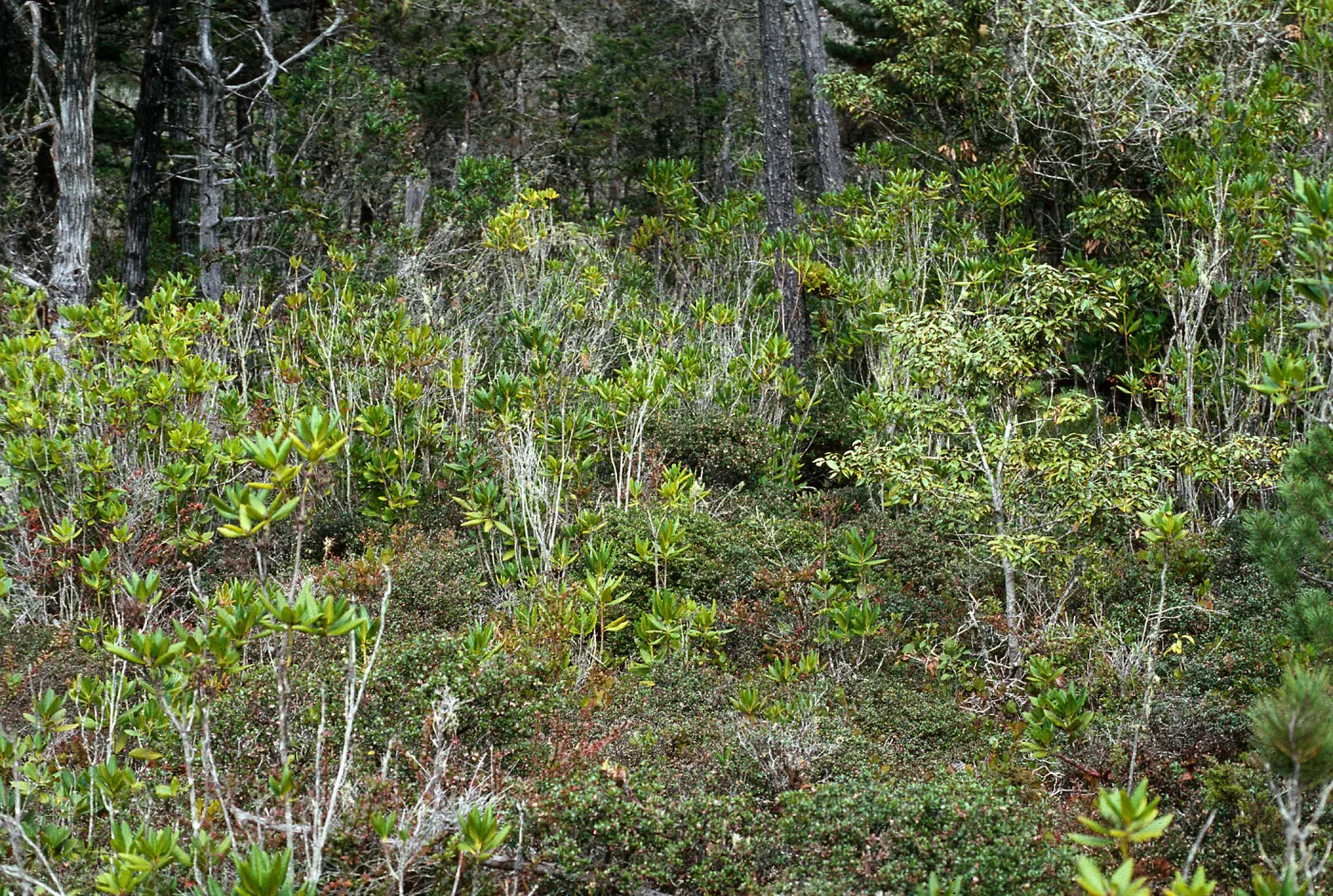 Pygmy Forest, Jug Handle Reserve