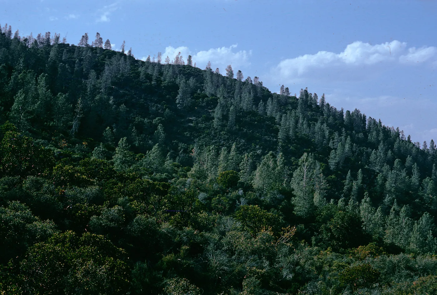 Gray Pine-Chaparral Woodland, Inner Coast Range foothills