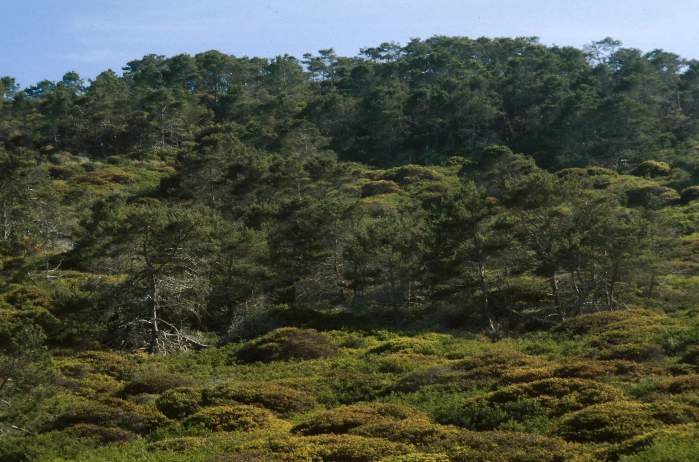 Chaparral-Pine Woodland, La Salle Cyn., Santa Ynez Mtns. SBA