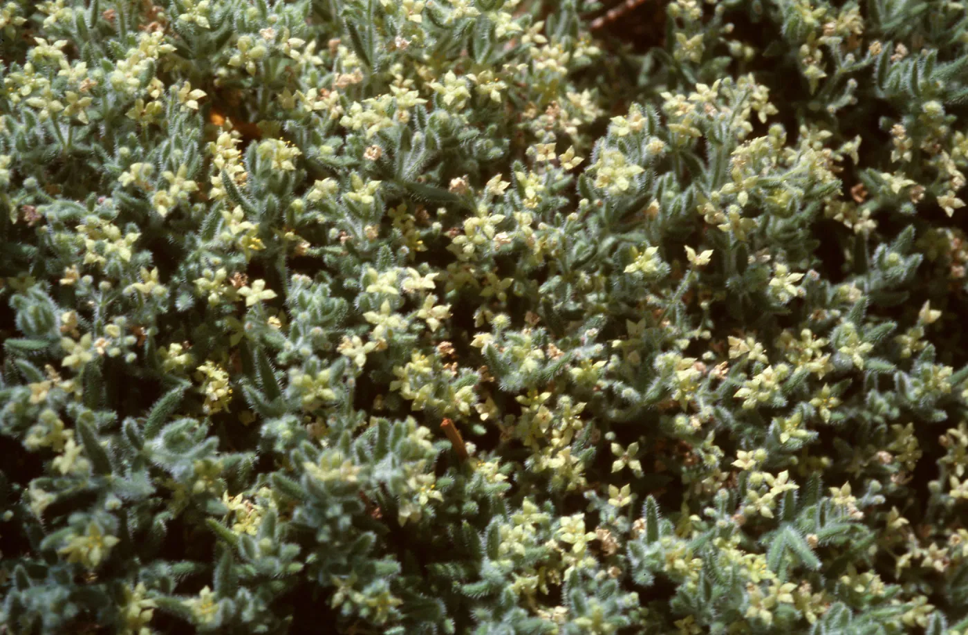 Galium clementis, Cone Peak