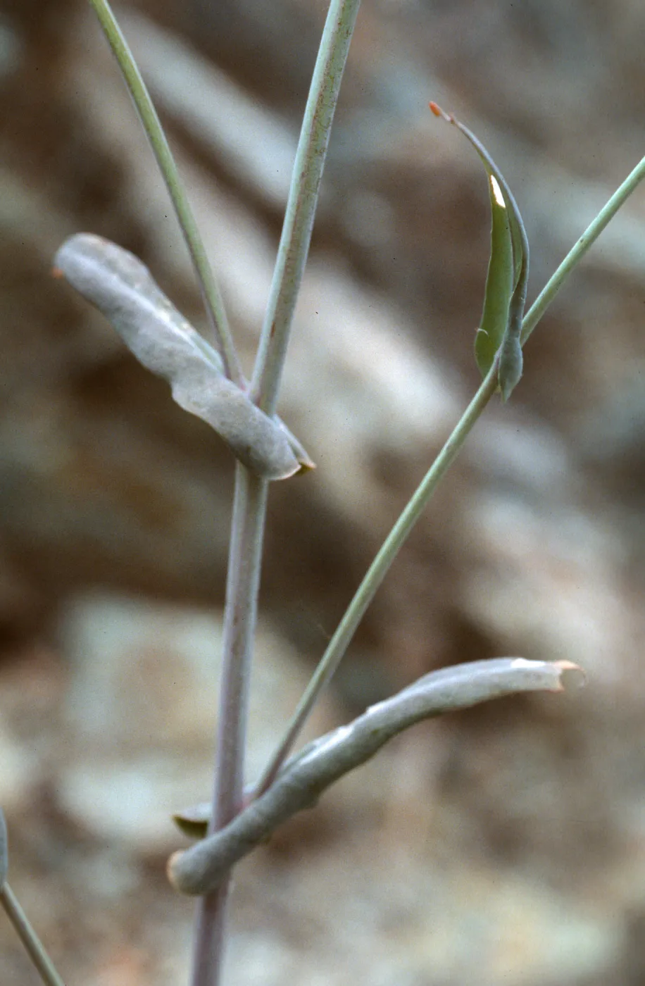 Caulanthus amplexicaulis barbarae, Figueroa Mtn.