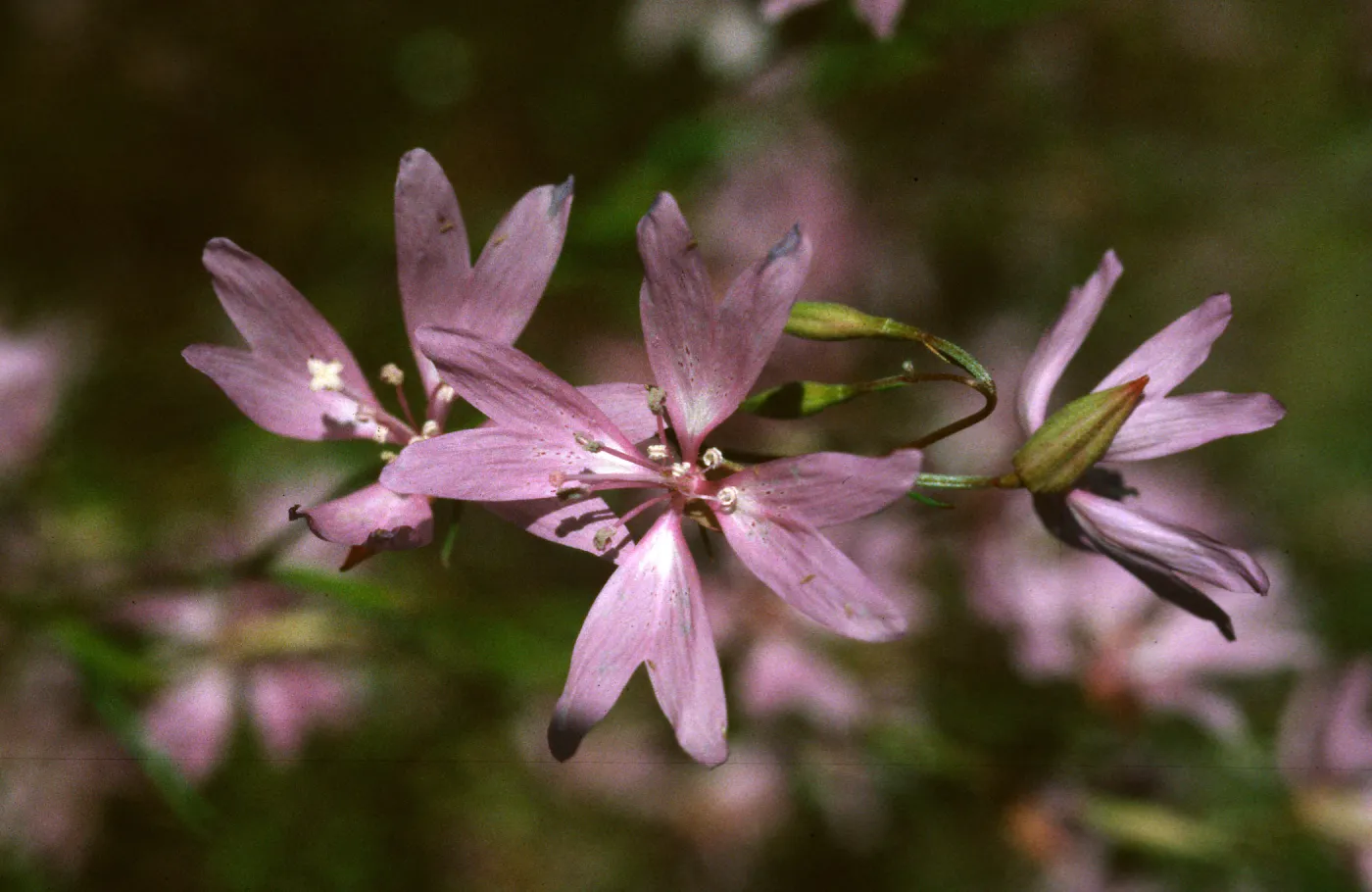 Clarkia biloba var. australis