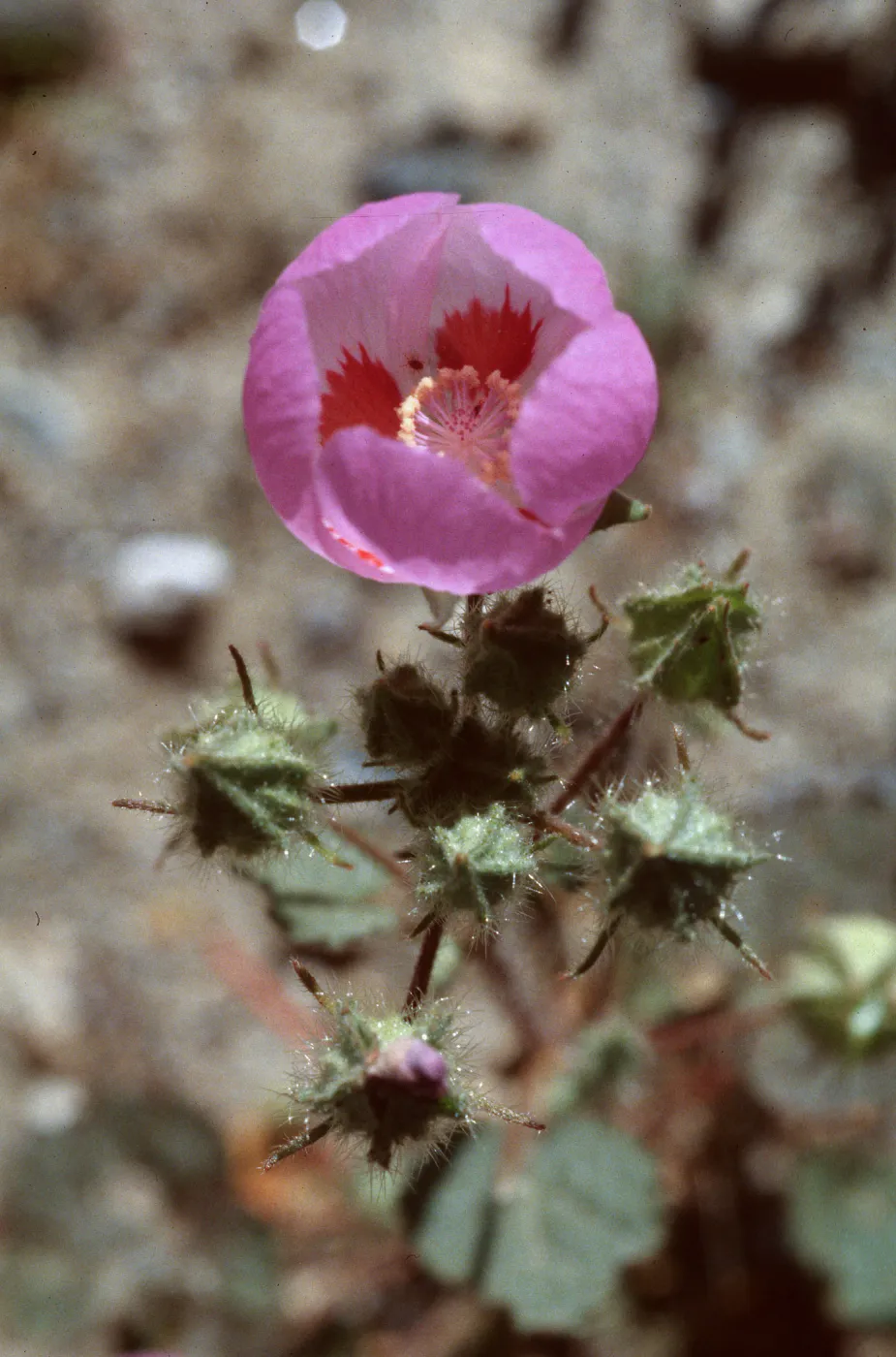 Eremalche rotundifolia, Panamint Valley