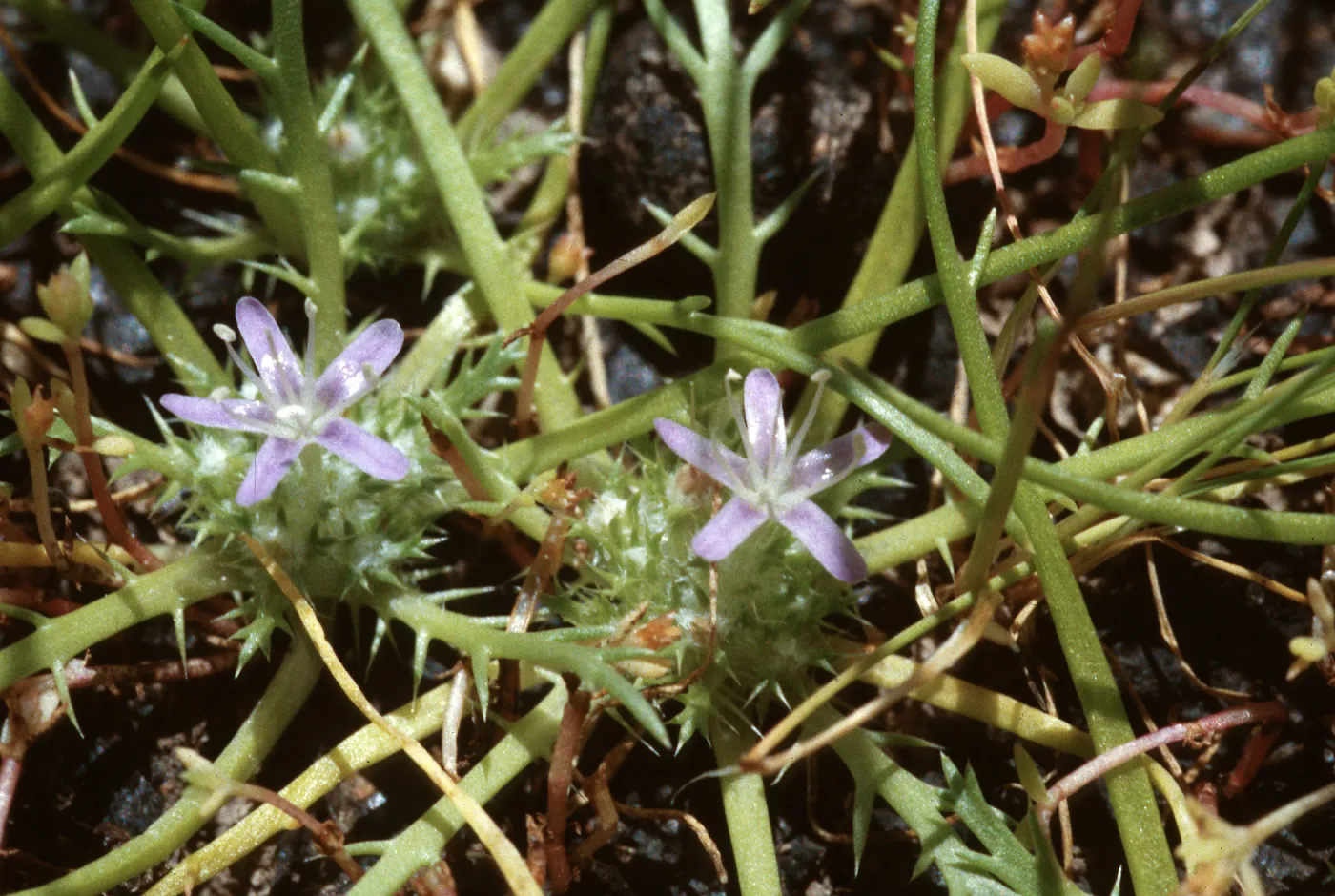 Navarretia prostrata, Hunter Liggett, Jolon