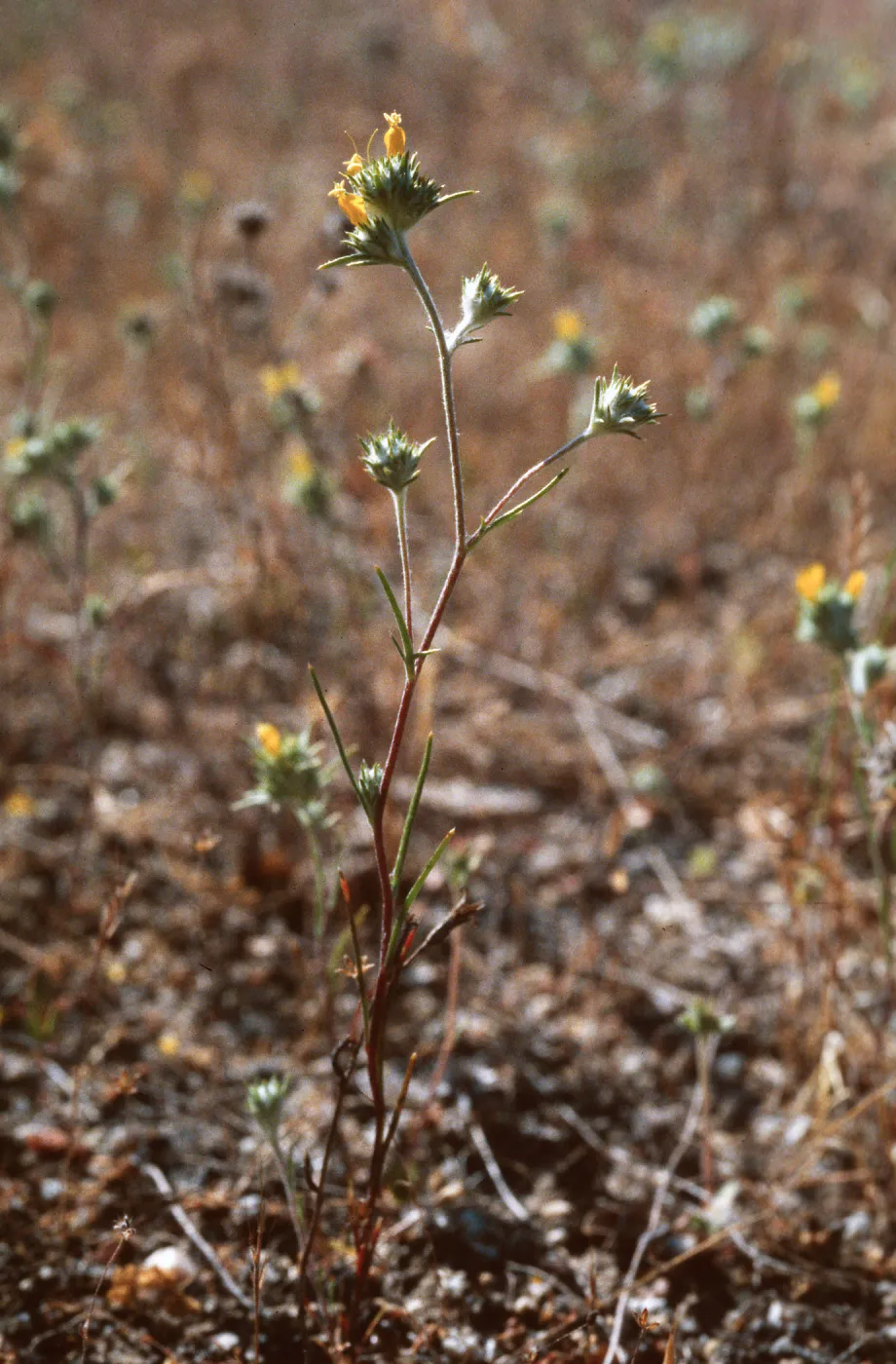 Eriastrum luteum, Jolon Valley