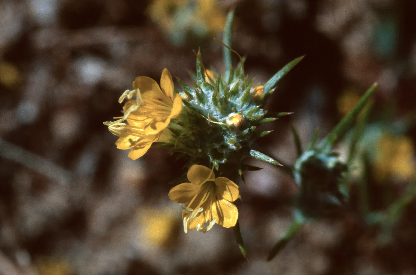 Eriastrum luteum, Jolon Valley