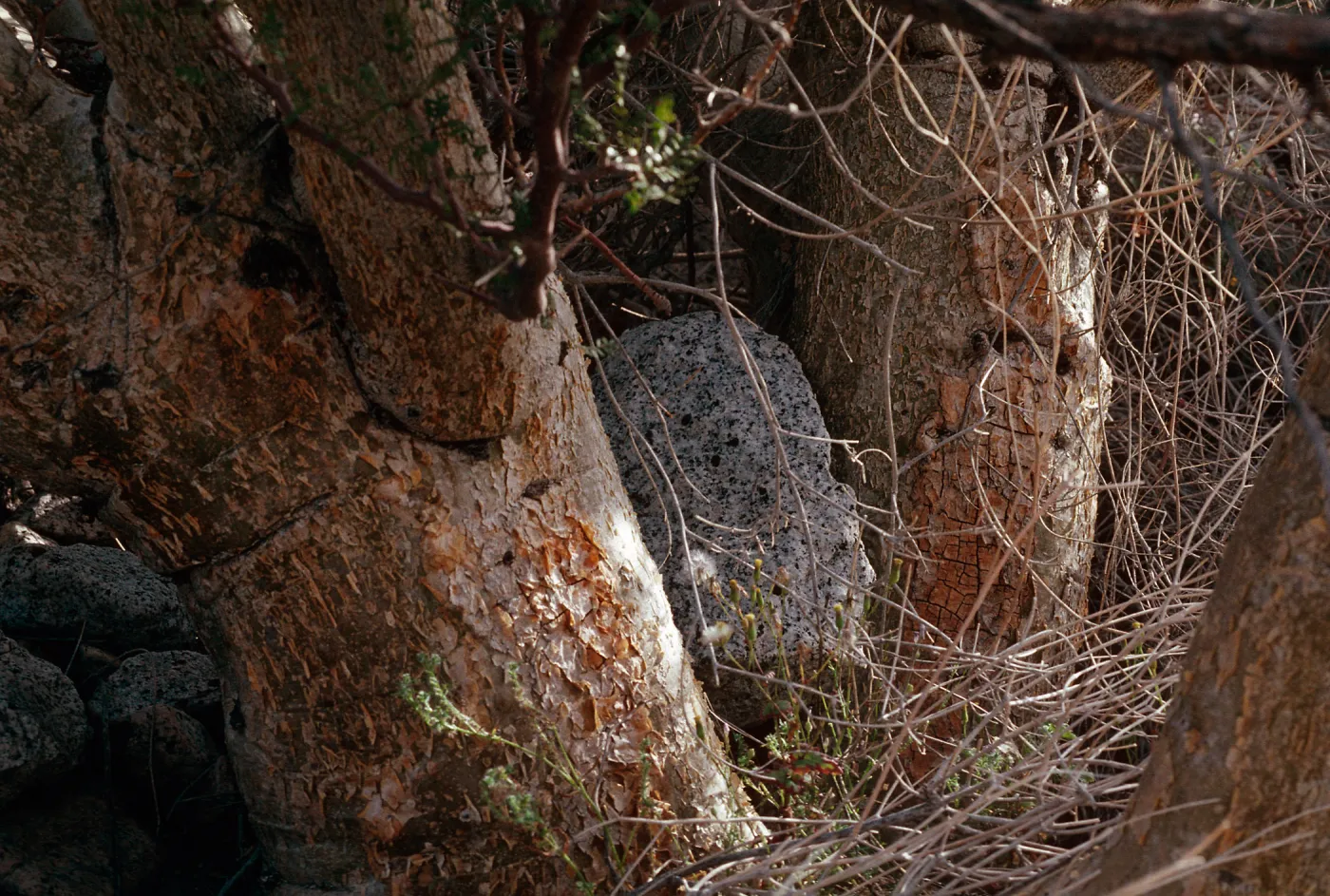 Bursera microphylla, Indian Girl Canyon