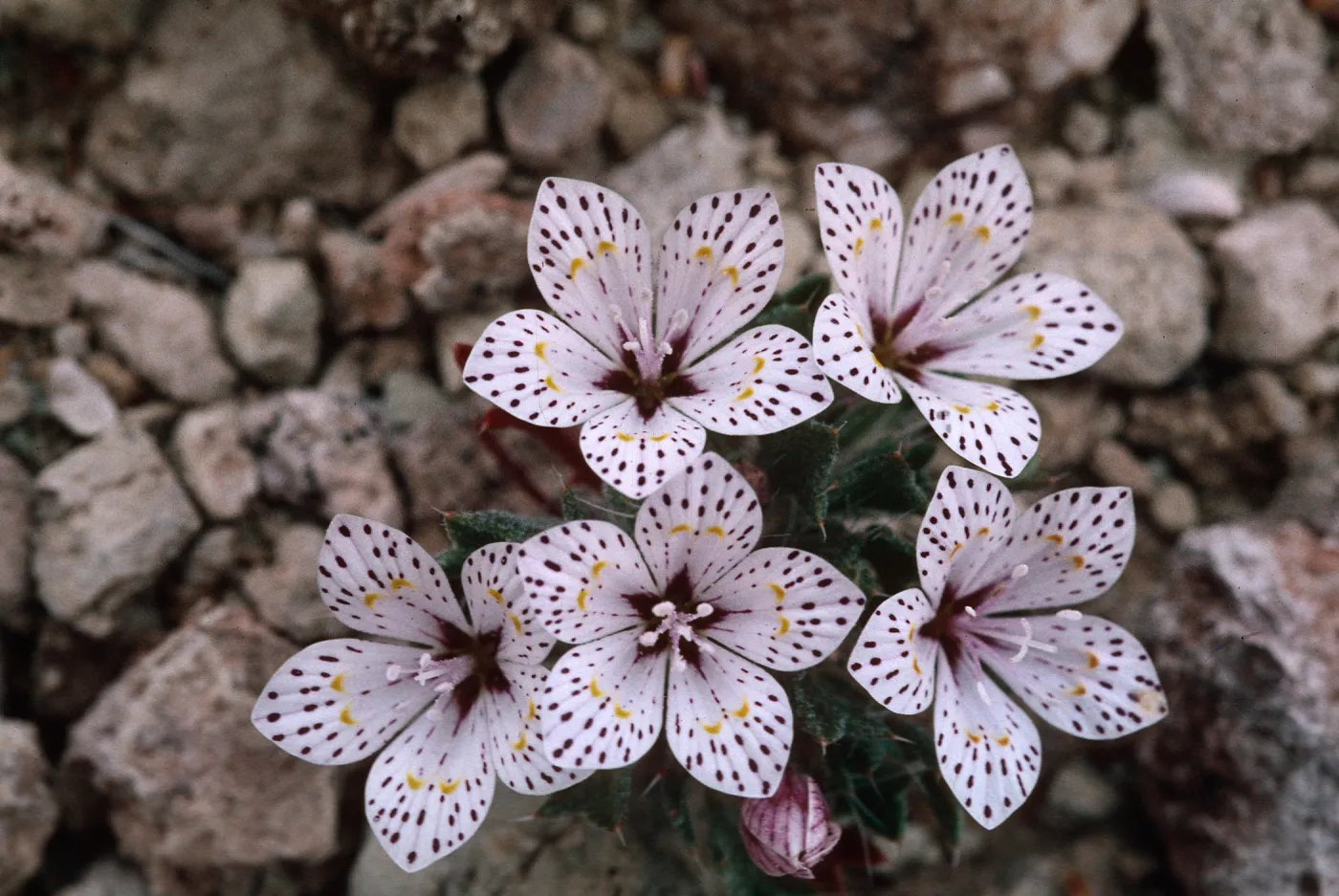 Langloisia setosissima punctata, Rainbow Basin