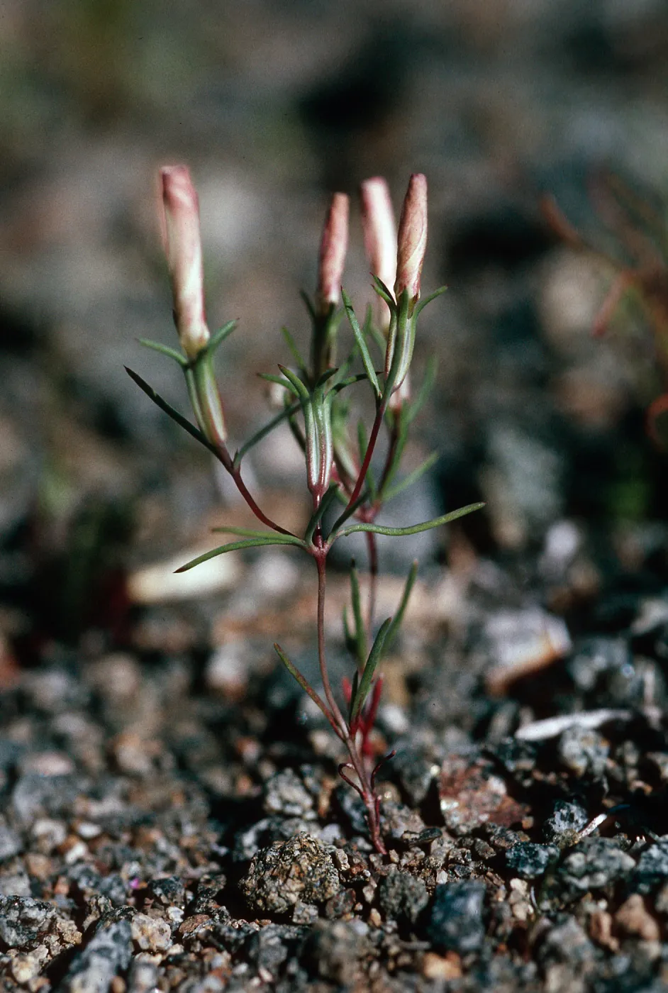 Linanthus bigelovii, Calico Hills