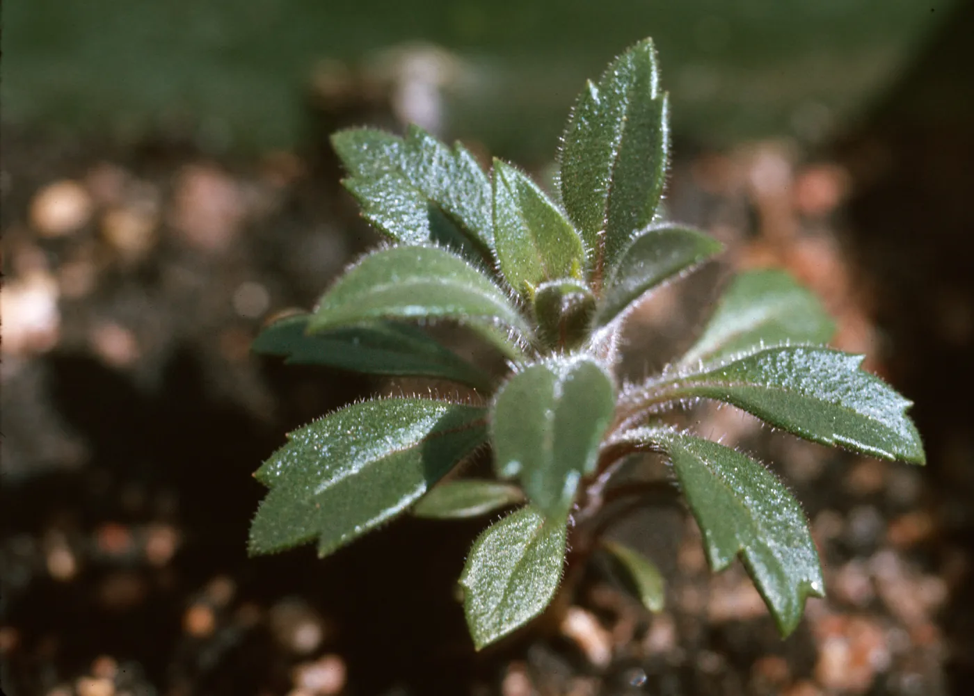 Collomia diversifolia