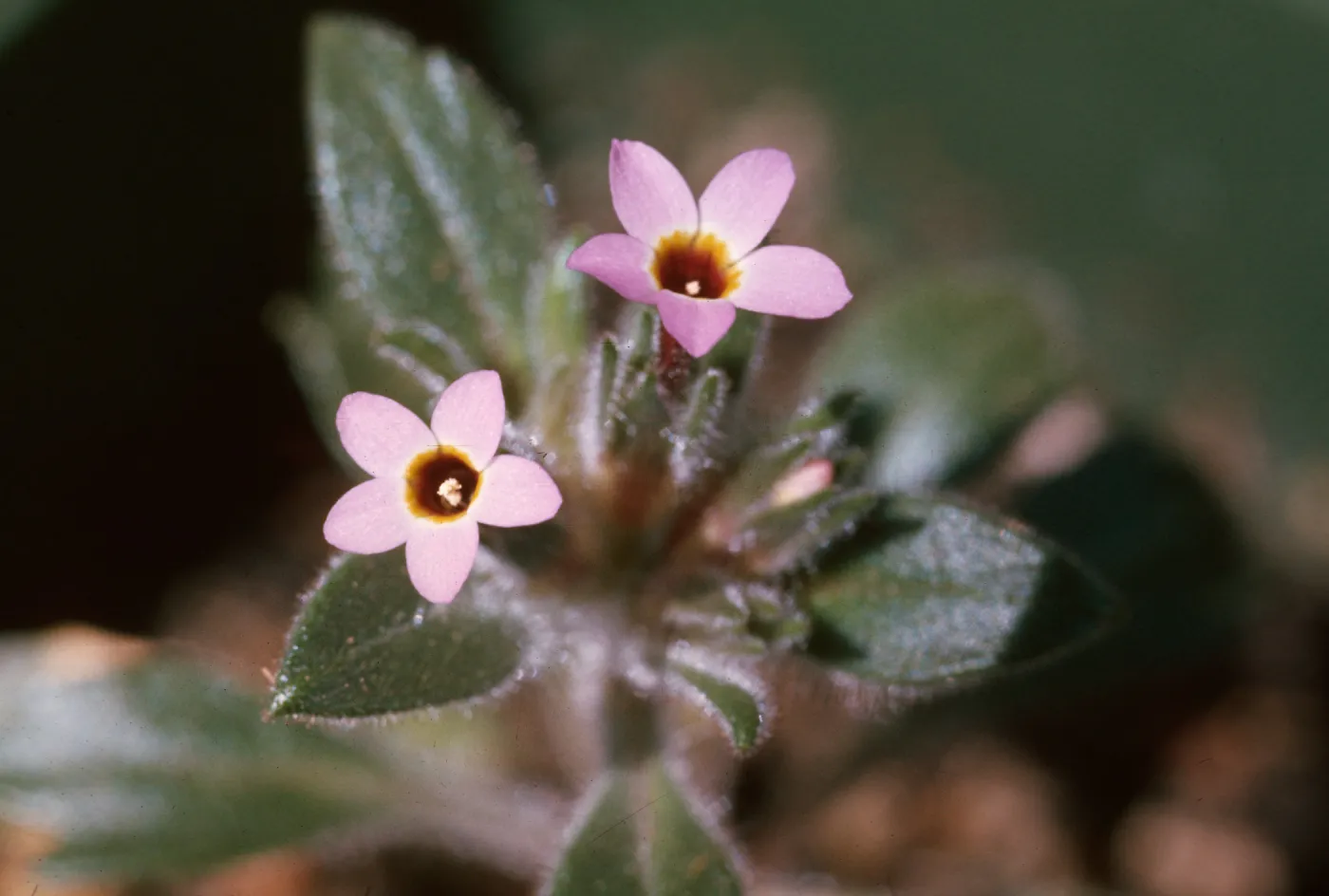 Collomia diversifolia