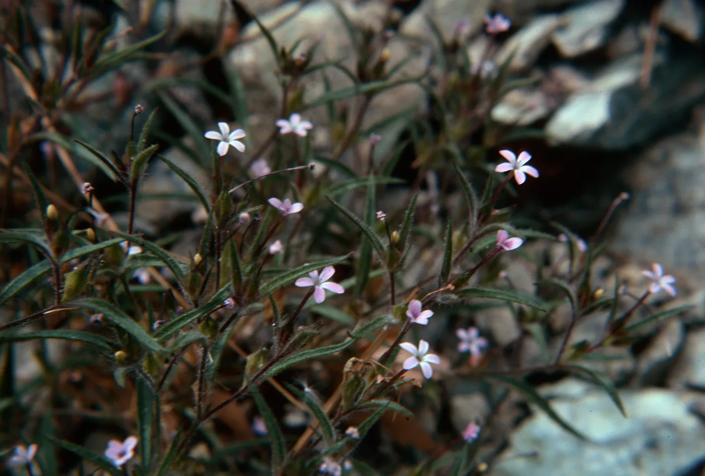 Collomia tracyi, Etna