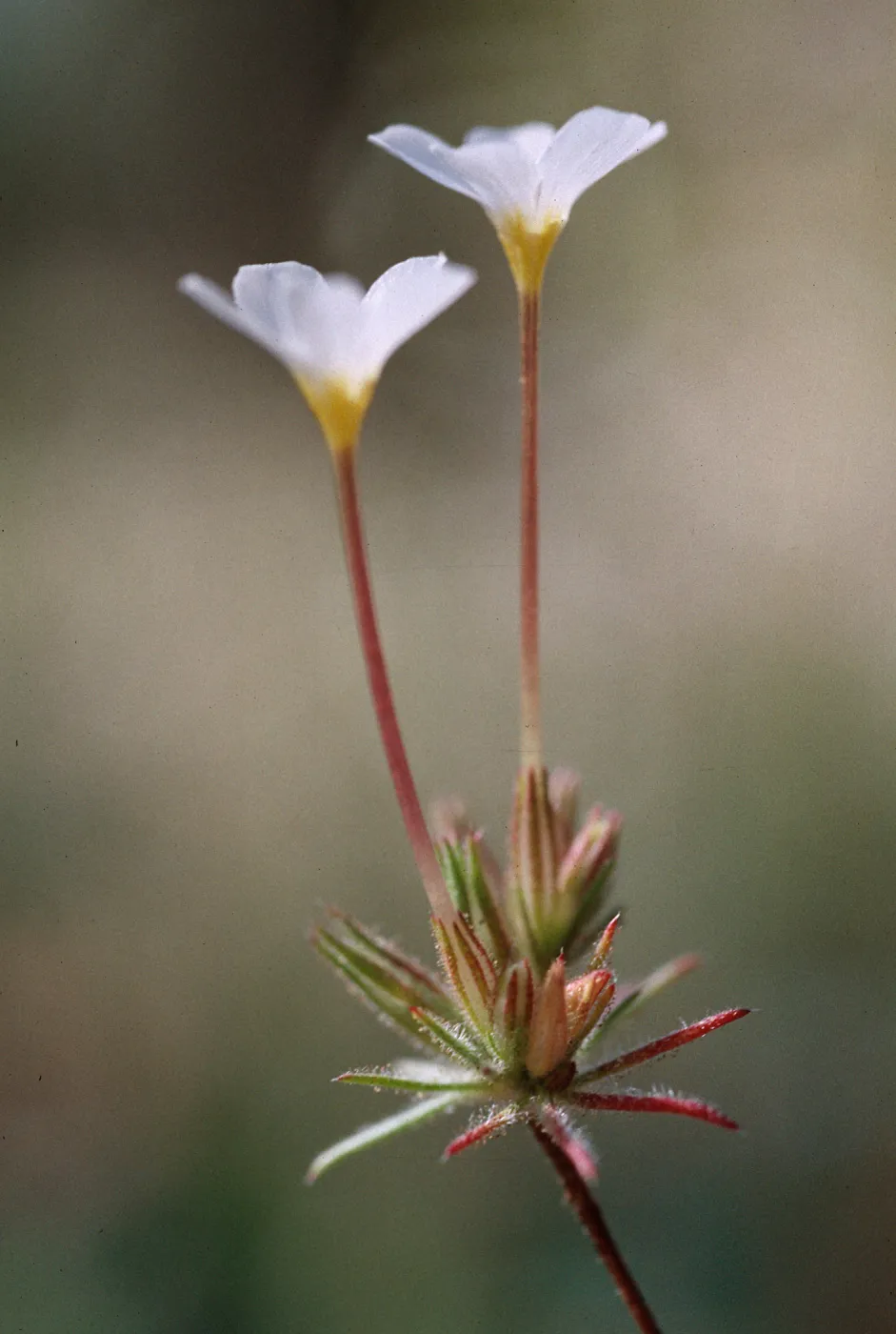 Linanthus breviculus, San Bernardino Mountains