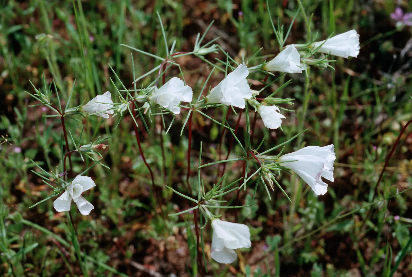 Linanthus dichotomus