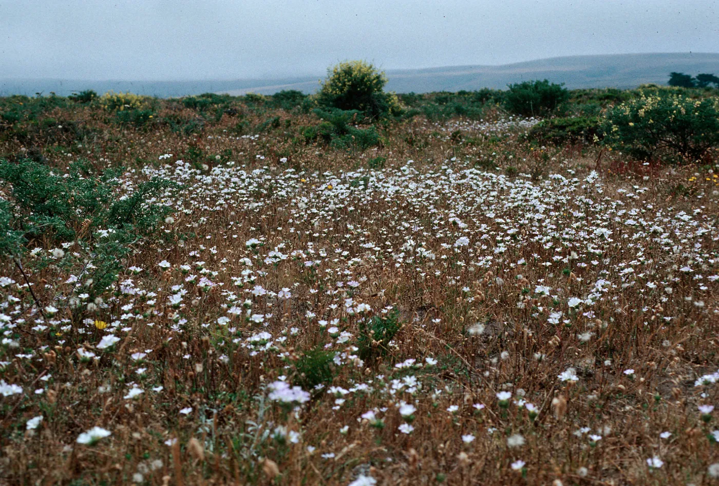 Linanthus grandiflorus, Polemonaceae, Pt. Reyes
