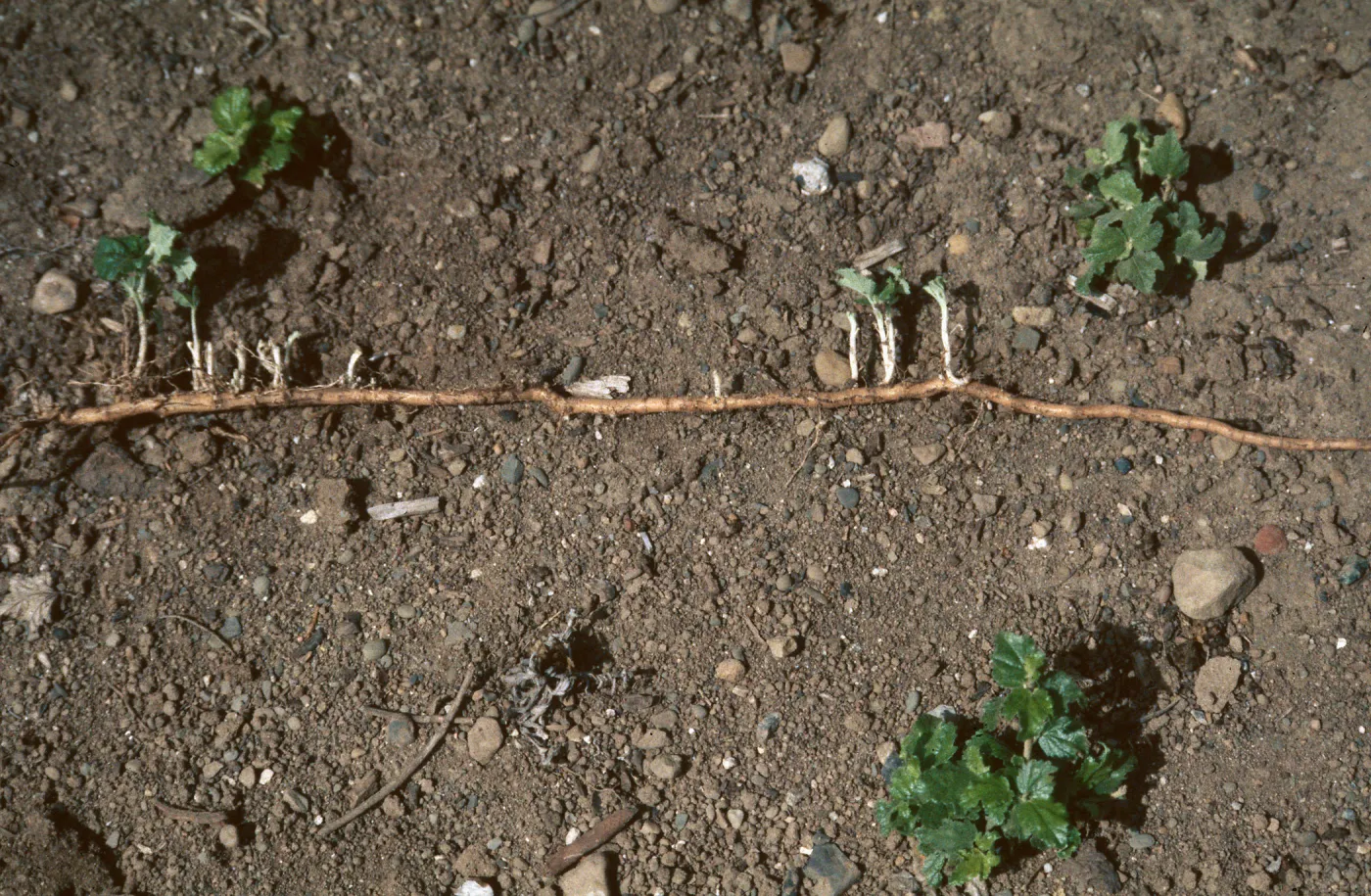 Malacothamnus rhizomes