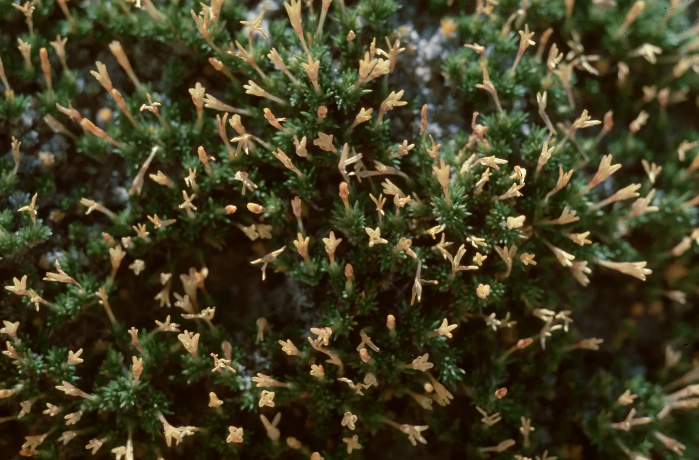 Leptodactylon caespitosum, Weld County, Colorado