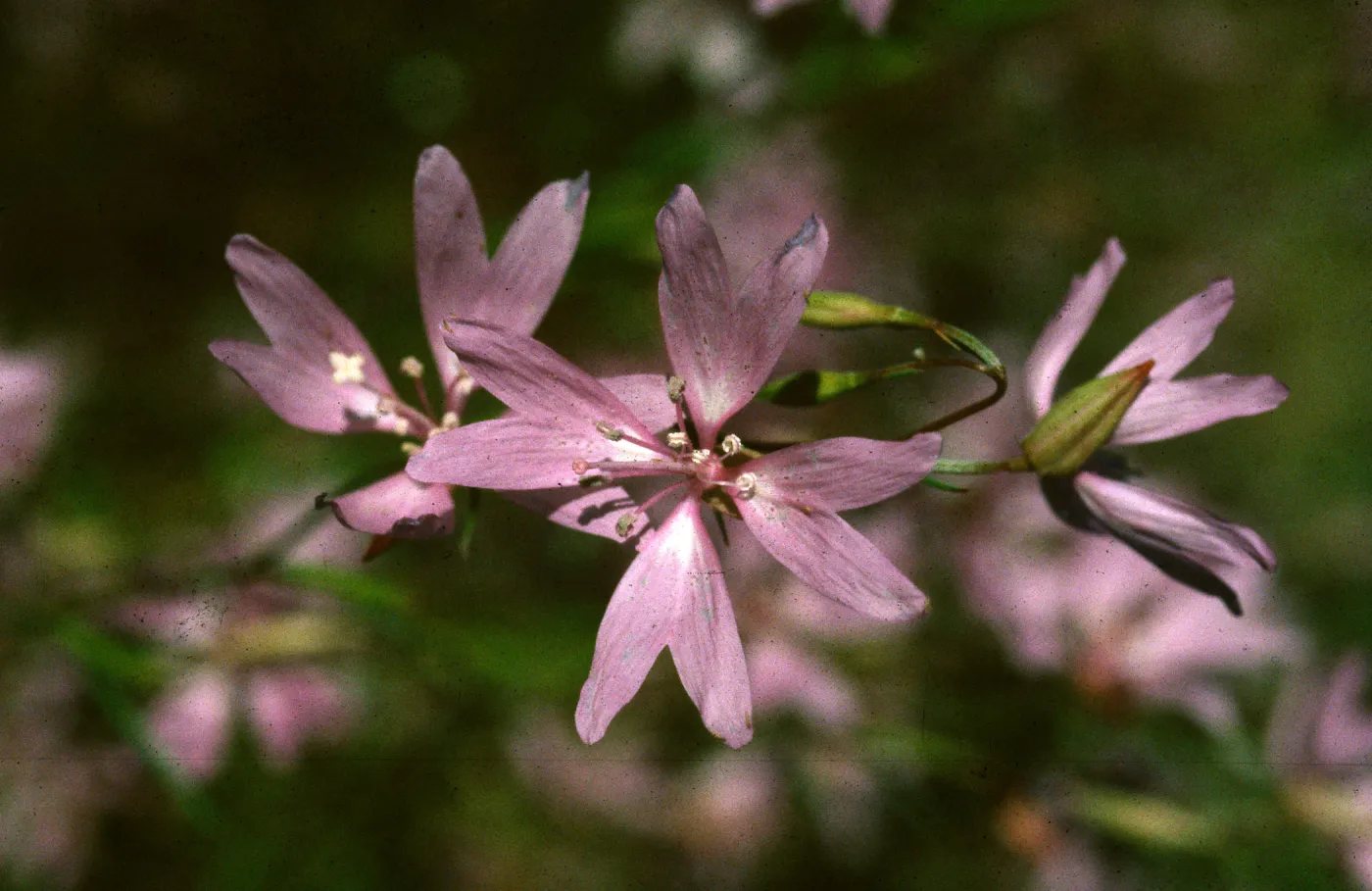 Clarkia biloba ssp. brandegeeae