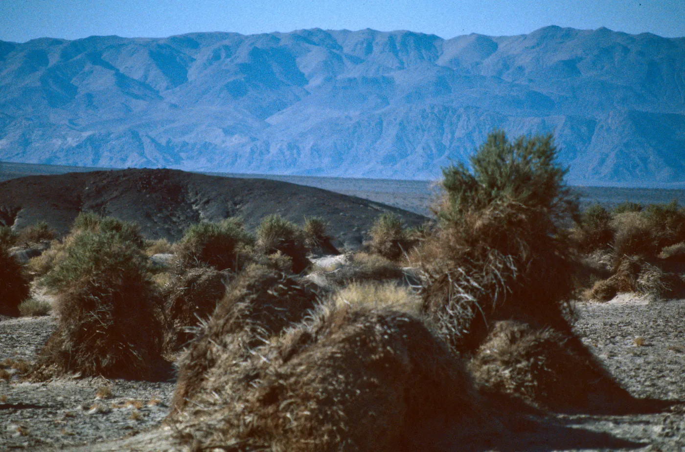 Pluchea suricea, Devils Cornfield, Death Valley NP