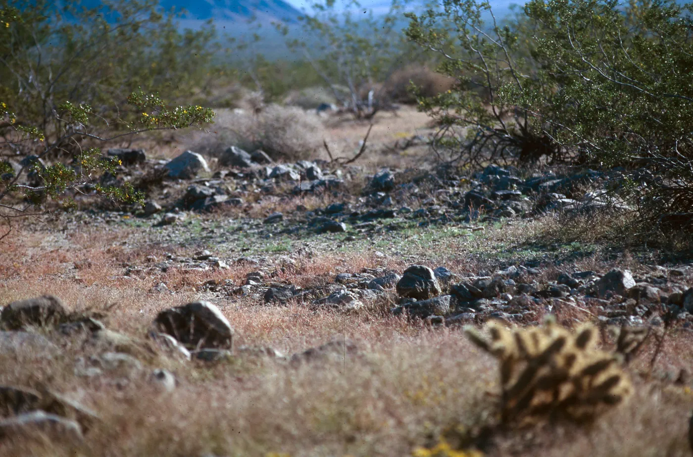 annual Bouteloua, Pinto Basin, Joshua Tree NP