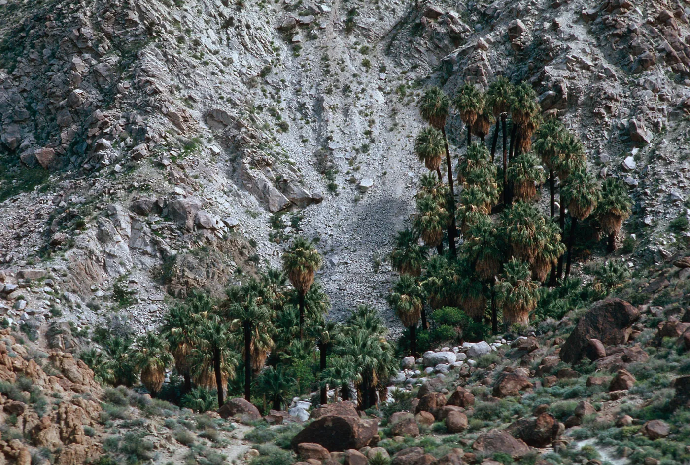 Washingtonia, 49 Palms Oasis, Joshua Tree NM