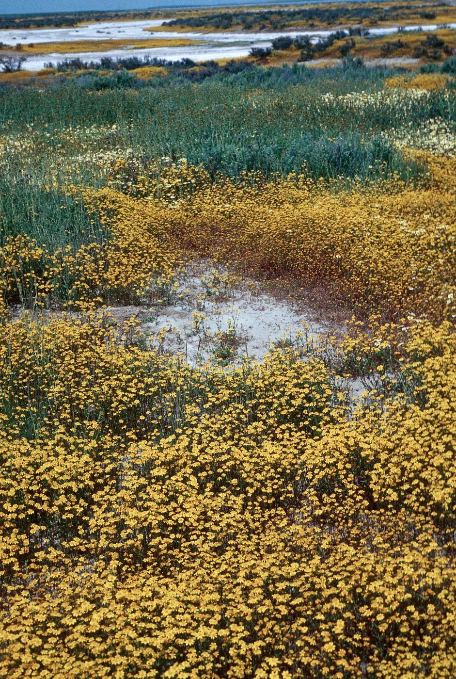 Lasthenia ferrisiae, Soda Lake, Carrizo Plain
