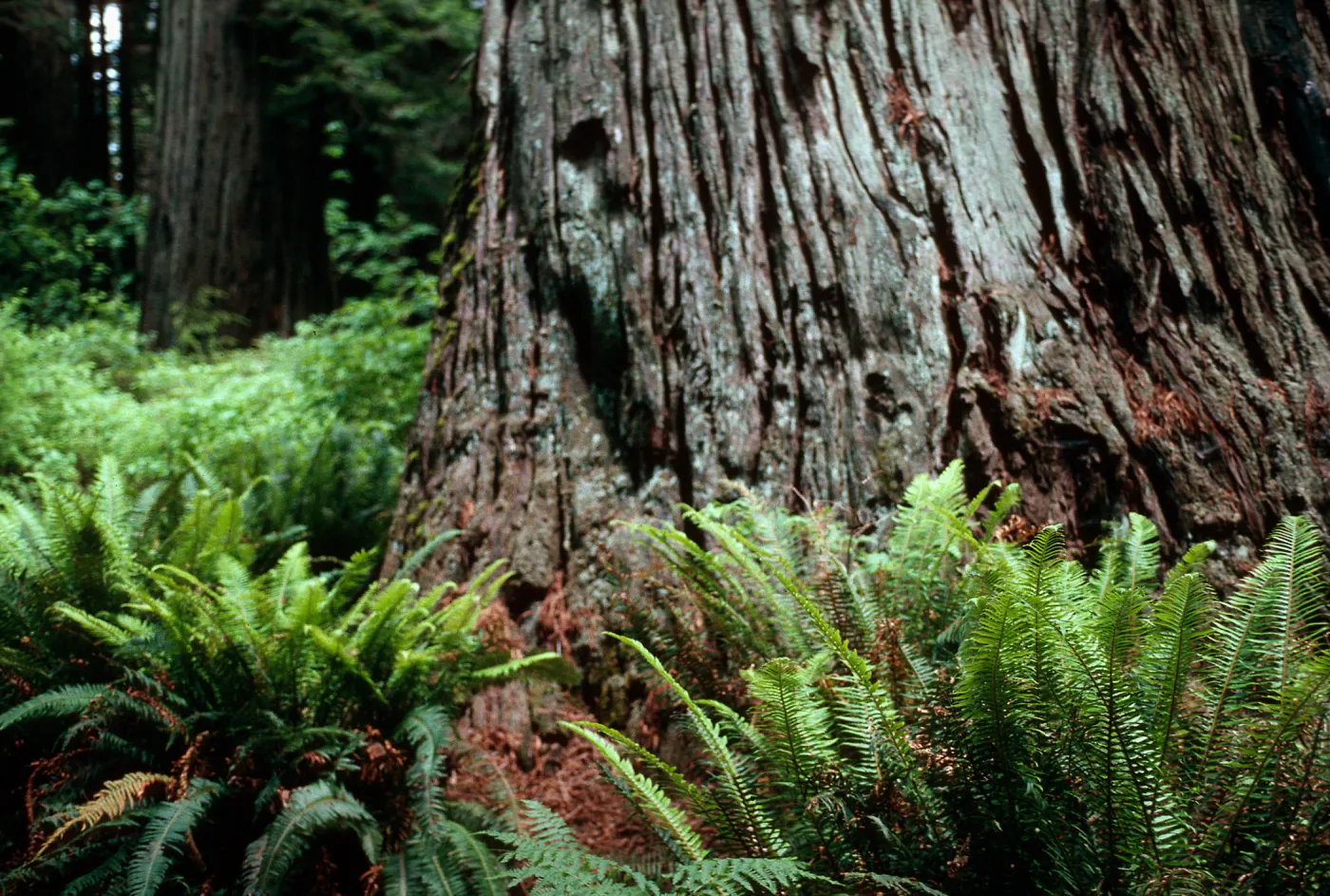 Polystichum (Sward Fern) and Coast Redwoods, Humboldt Redwoods State Park