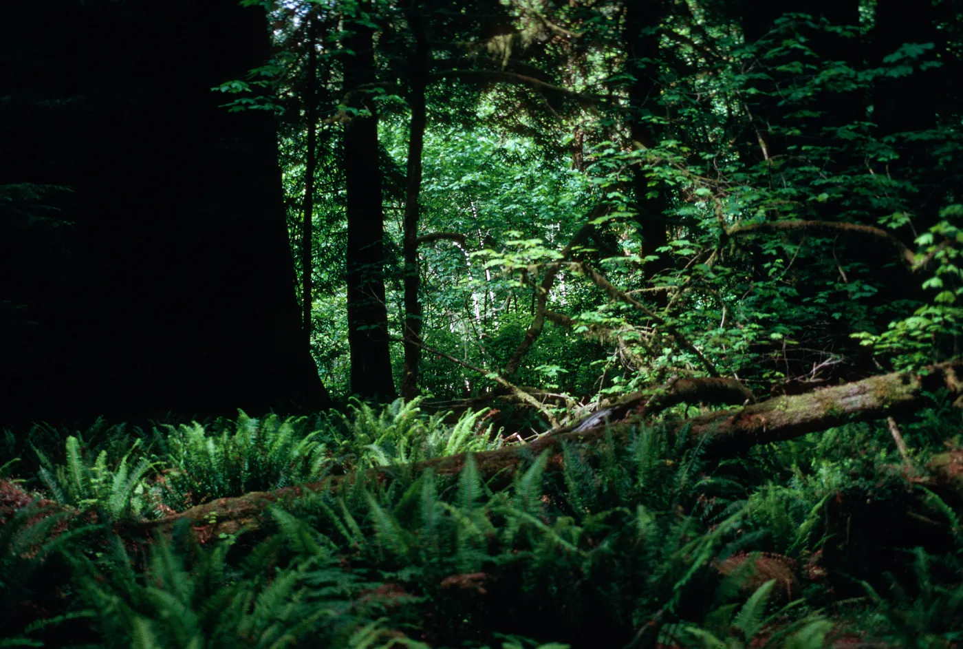 Sequoia (Coast Redwood), Acer (Maple), (Sword Fern), Prairie Creek redwoods