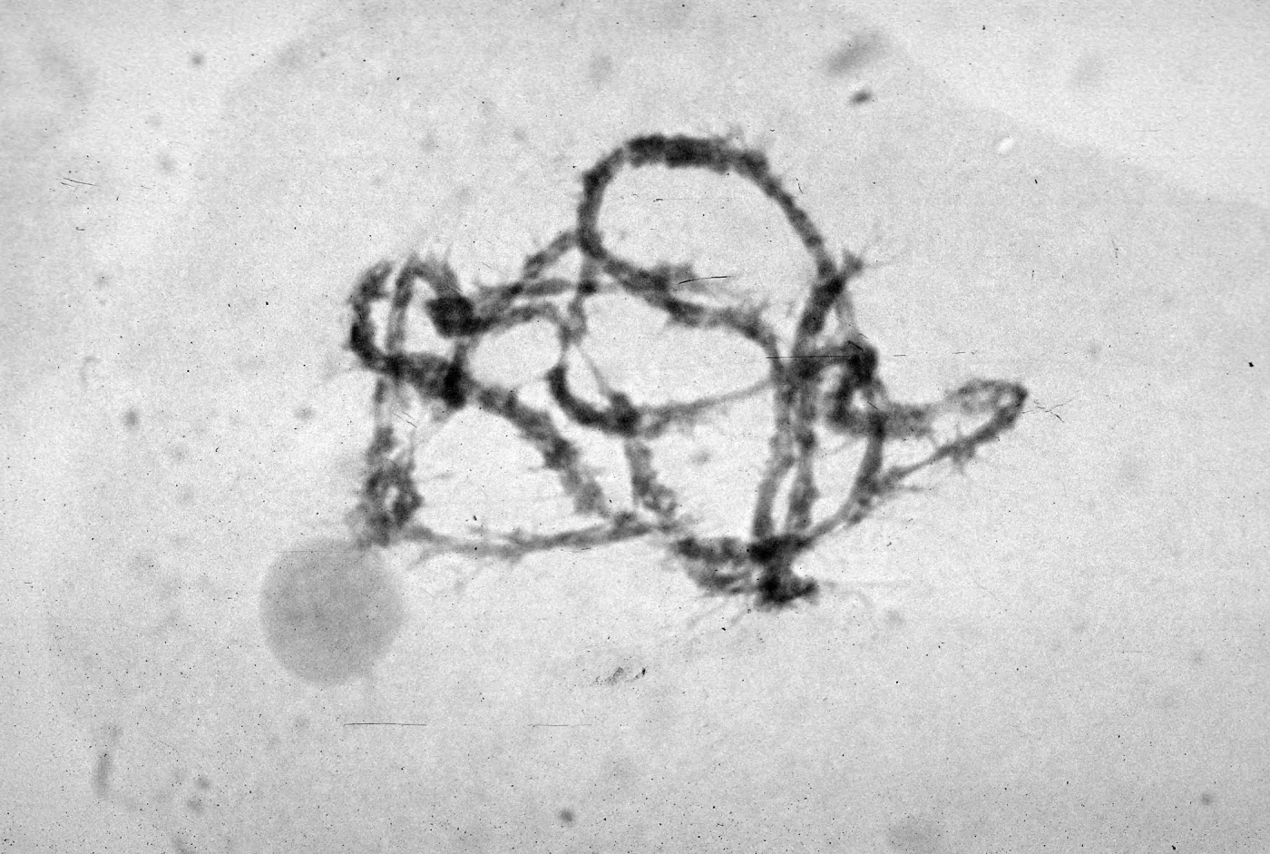 slides of meiosis in Paeonia, Paeonia californica, diplotene