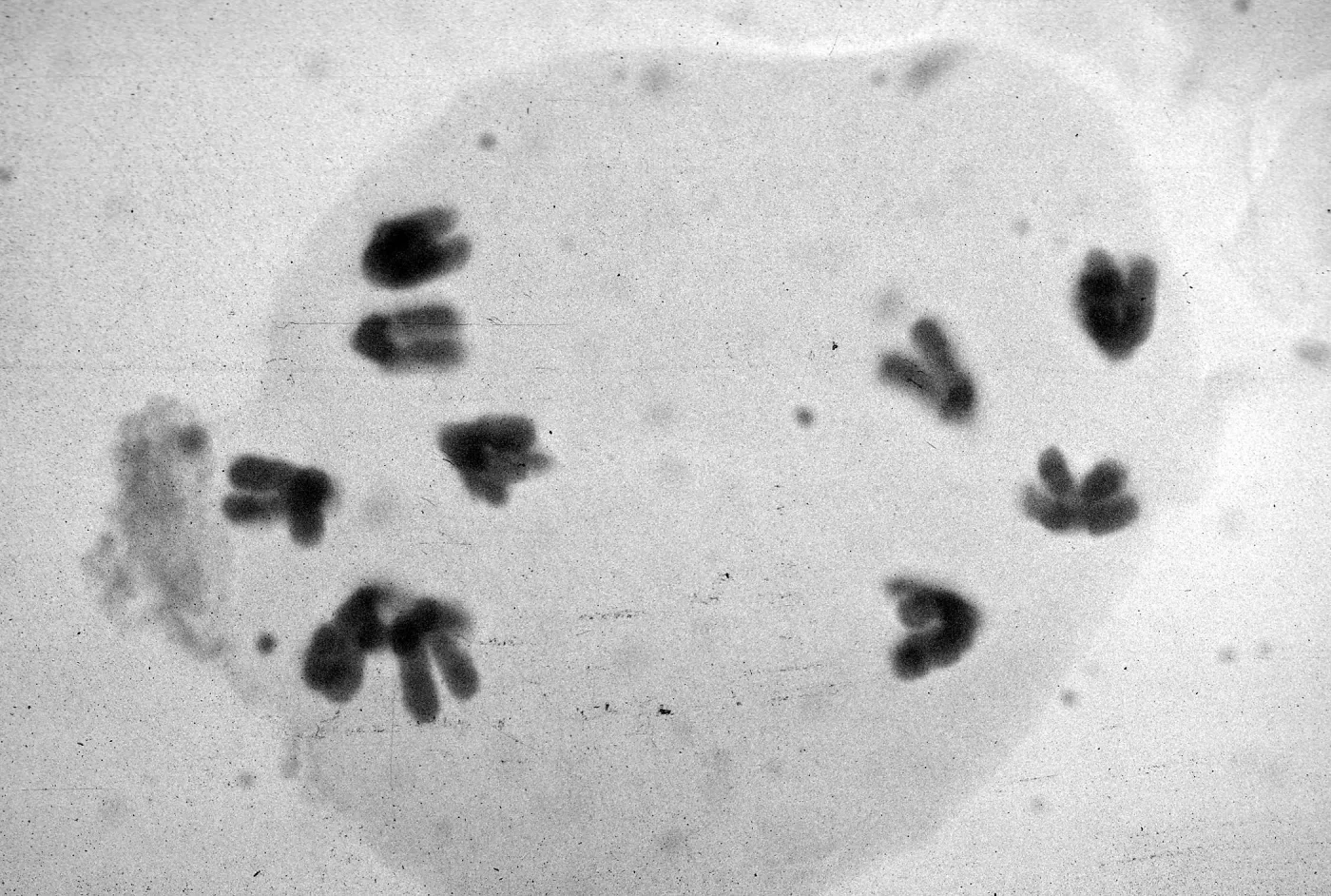 slides of meiosis in Paeonia, Paeonia californica, 1A, non- (6-4)