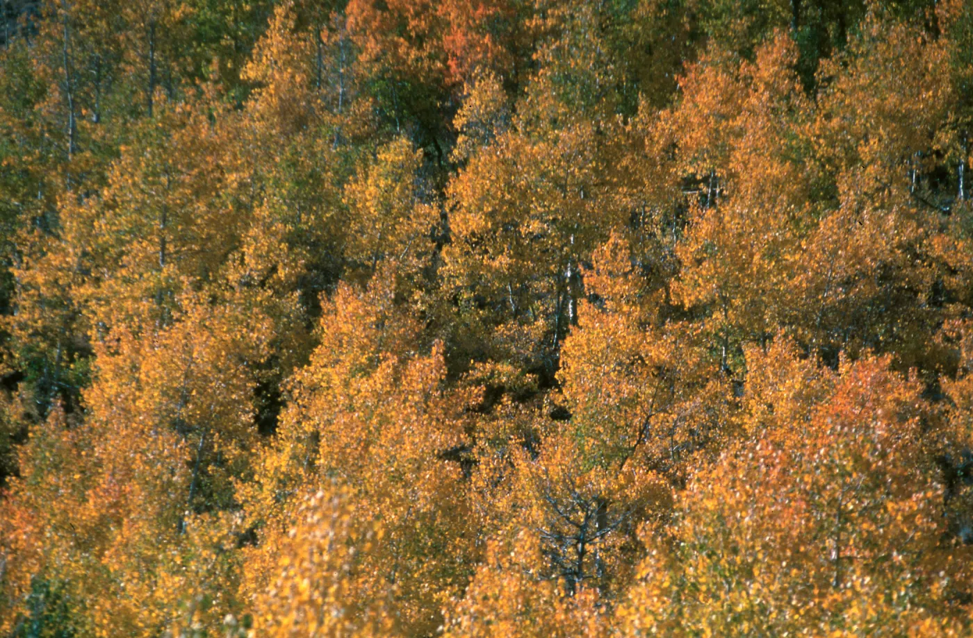 Populus tremuloides, Rock Creek, October, 2003