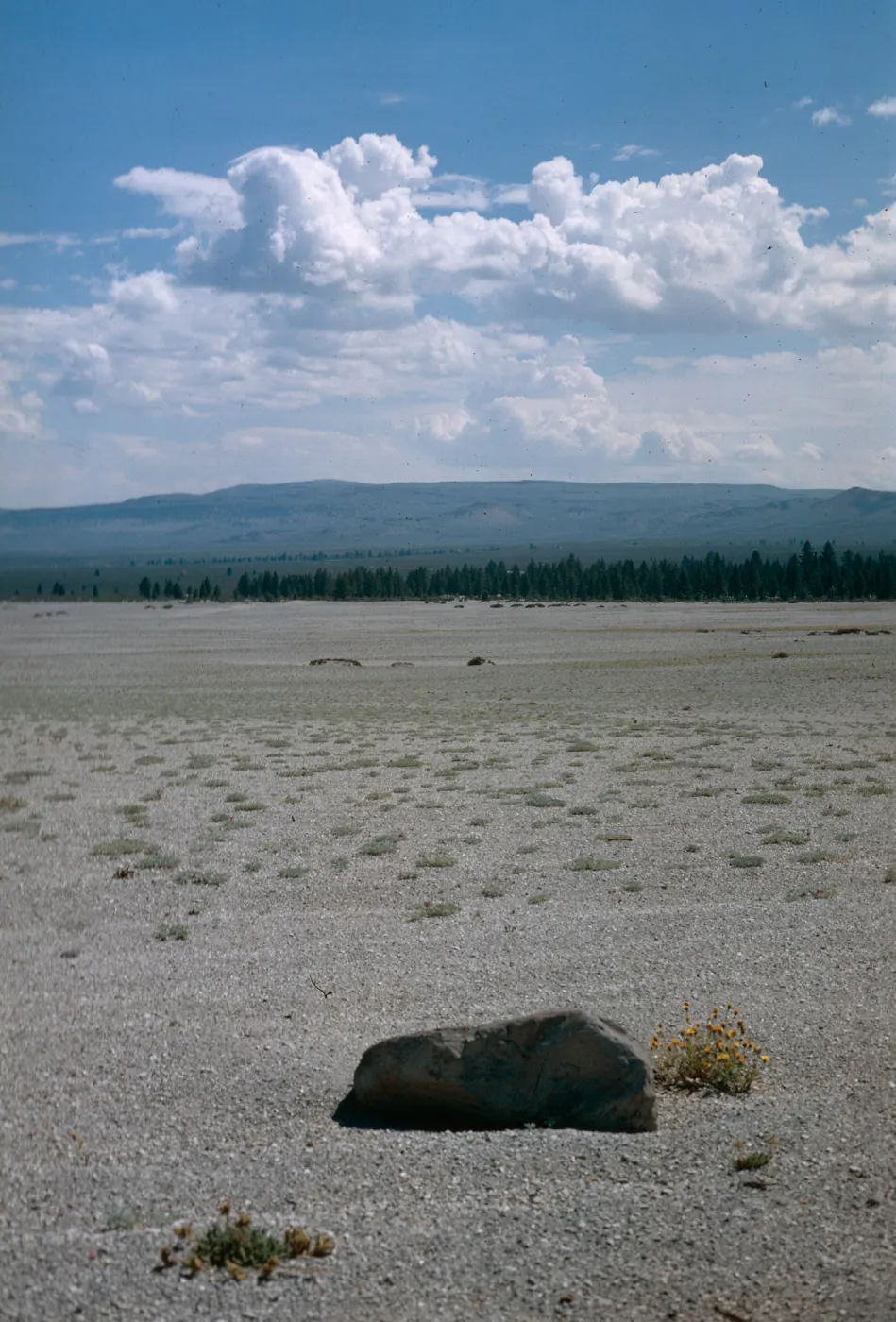 Hulsea vestita, pumice flat , near Mammoth, early 1960's