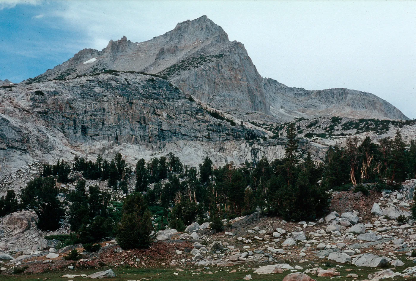 Pinus flexilis, Hall Natural Area, Sierra Nevada