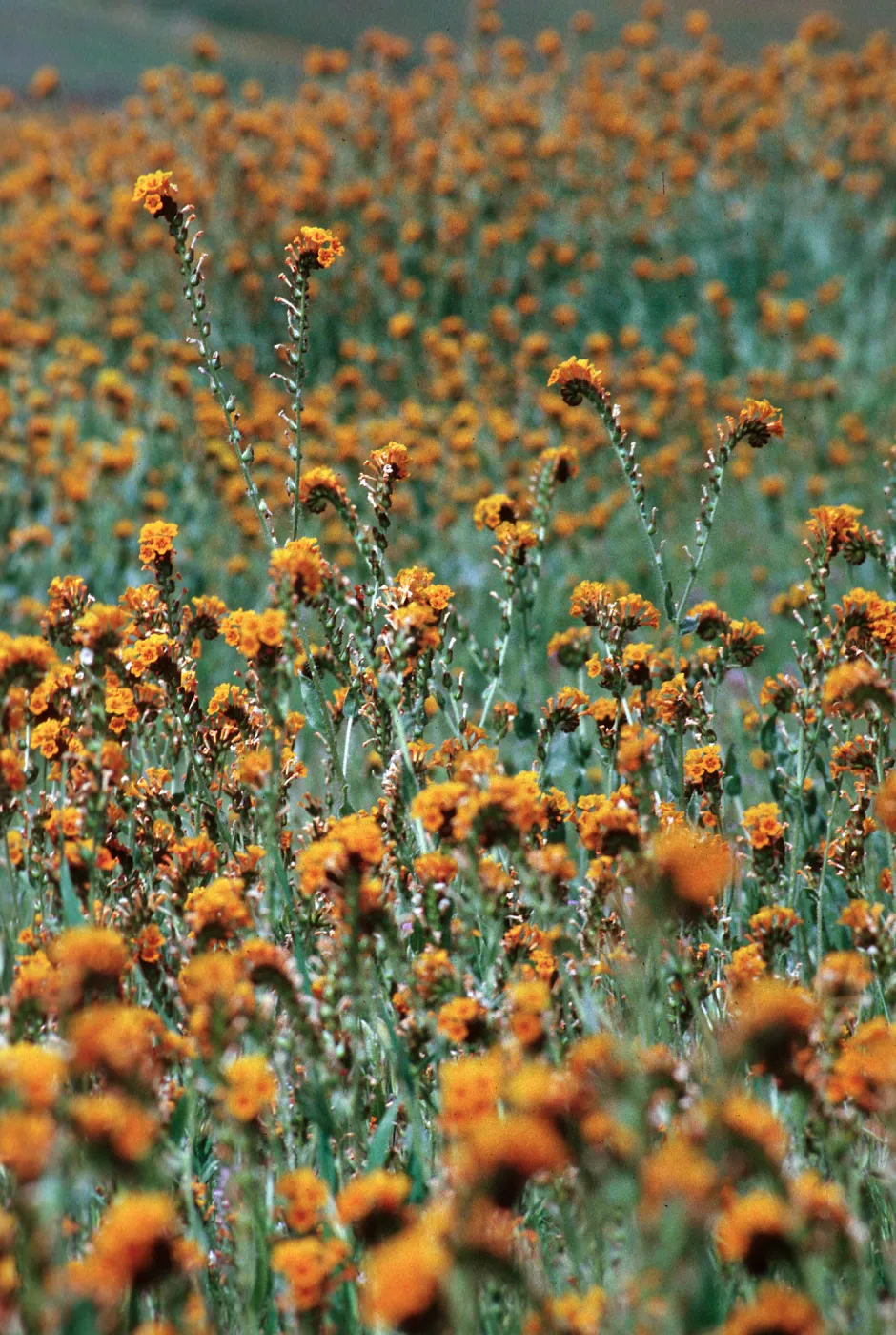 Amsinckia, Carrizo Plain