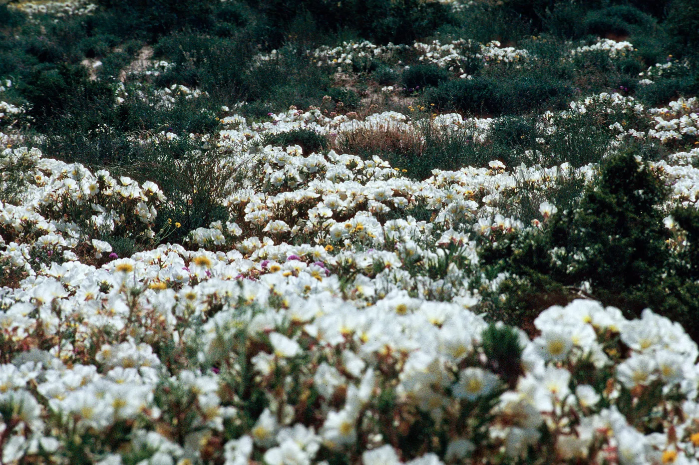 Oenothera, Johnson Valley