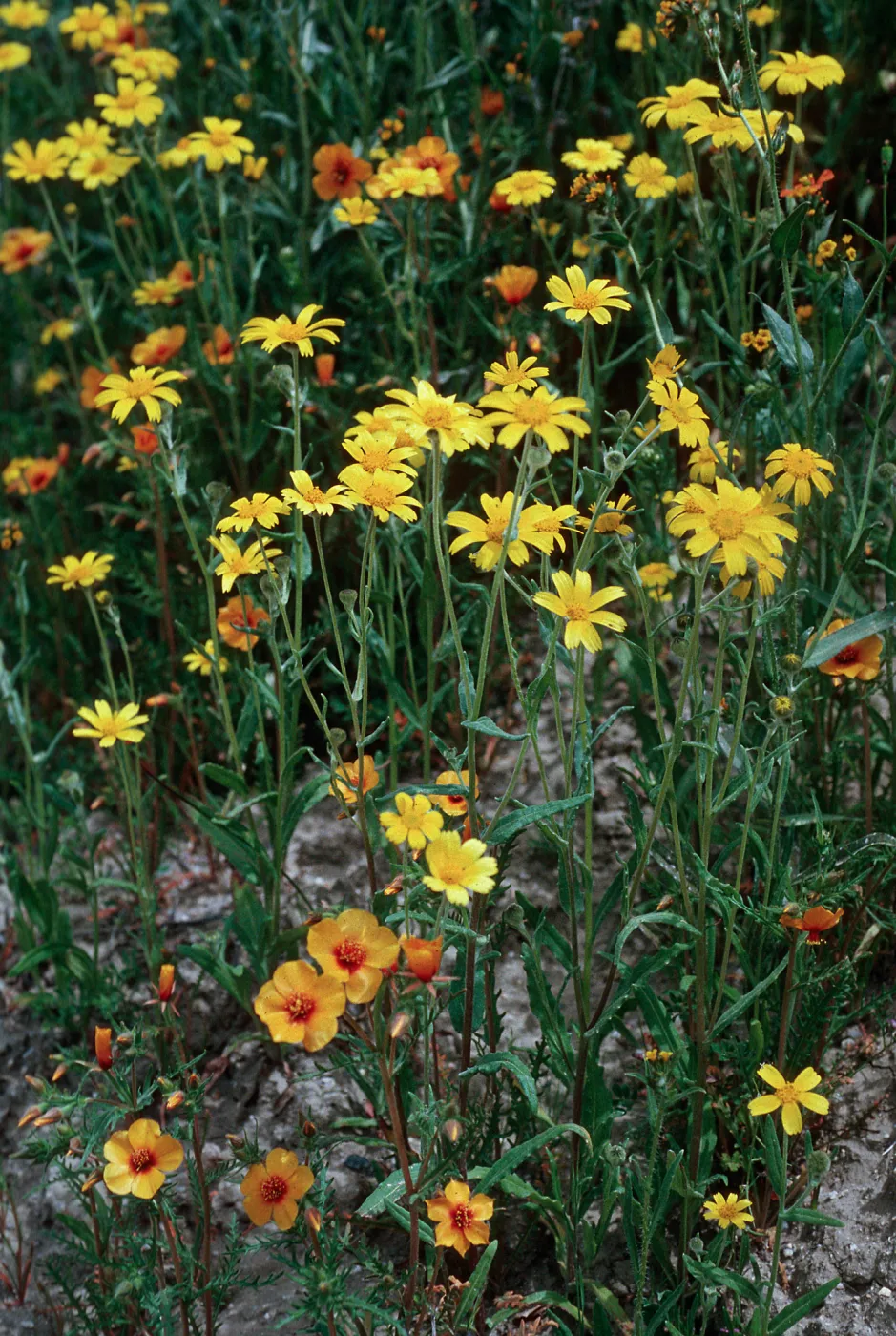 Monolopia, Mentzelia, Temblor Range