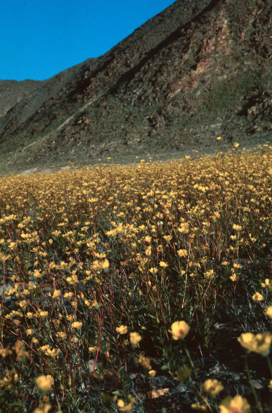 Calyptridium and Cryptantha, Derry Dale Canyon