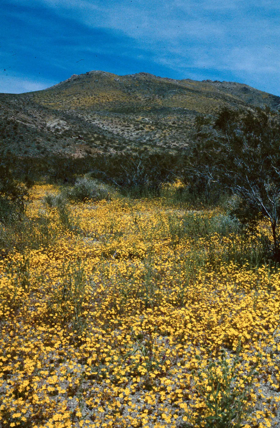 Coreopsis, Coso Mountains