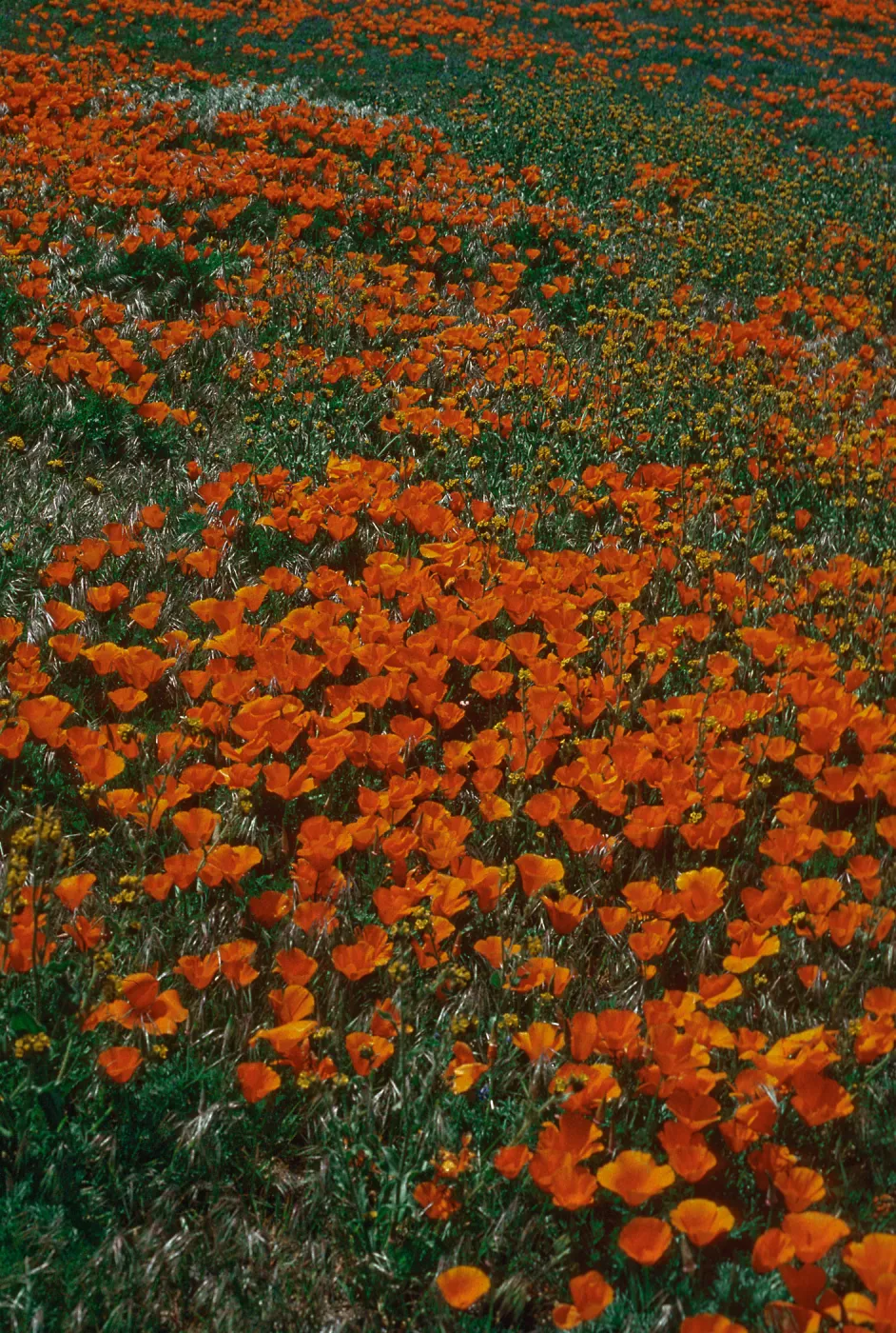 Eschscholzia californica, Fairmont Butte