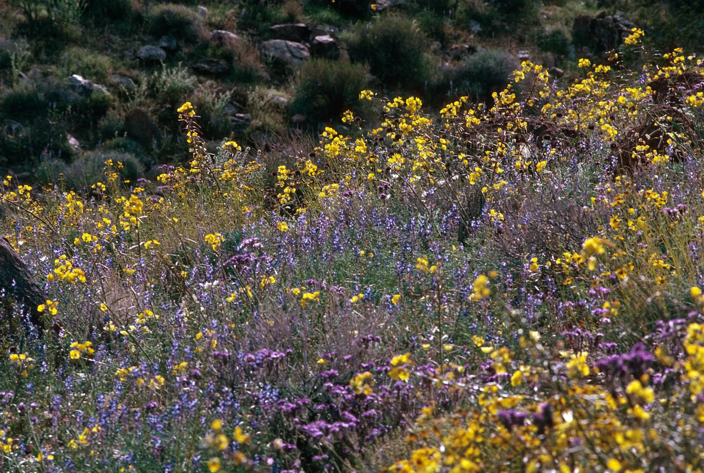Joshua Tree National Monument