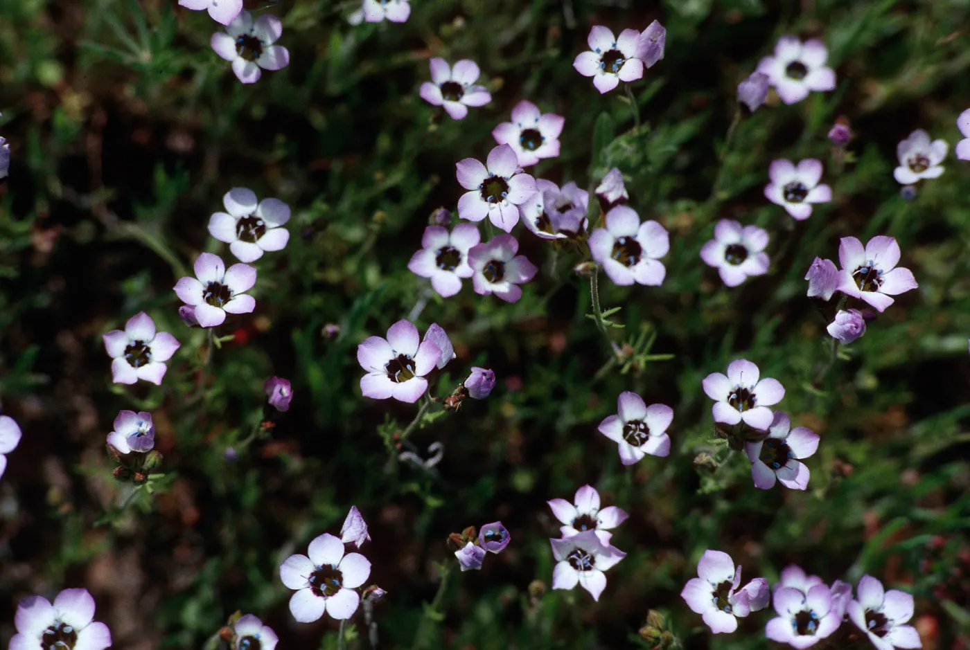 Gilia tricolor, Bear Valley, near North Coast Ranges