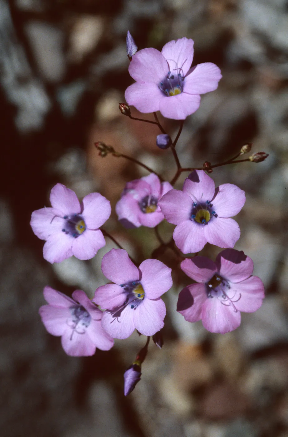 Gilia cana, Panamint Range